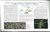  · Il grano saraceno può tornare a fiorire nelle nostre vallate alpine I grano saraceno è una specie con ca- ratteristiche diverse da quelle degli