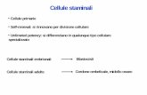 Cellule staminali - biotecnologiemvf.unipr.itbiotecnologiemvf.unipr.it/didattica/att/017d.4032.file.pdf · dello zigote (ovulo fertilizzato ) e a dimostrare la trasmissione del transgene