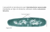 Diapositiva 1 - Moodle@Units · •Durante la mitosi vengono assicurati alle due cellule figlie lo stesso numero e tipo di cromosomi della ... CONSERVAZIONE DELLO STESSO NUMERO DI
