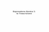 EspressioneGenicaI: la Trascrizionepeople.unica.it/renatorobledo/files/2018/01/Med-08.pdf · DNA DNA Trascrizione RNA mRNA Traduzione PROTEINA Catena polipeptidica CGTGG GCACCT TA
