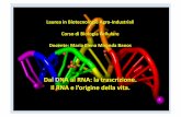 Dal*DNA*al*RNA:*latrascrizione.*Il*RNA*e*l’origine ...bbcd.bio.uniroma1.it/.../files/lezioni/2014.20.RNA-trascrizione.pdf · Biotecnologie*Agro-Industriali.***BiologiaCellulare.***M.E.*MirandaBanos*