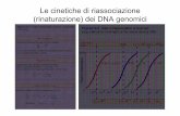 Le cinetiche di riassociazione (rinaturazione) dei DNA ... · Trascrizione Traduzione DNA mRNA Proteina. La stabilità dell'mRNA: mediata da 5' UTR e da 3' UTR, ... (le ribonucleasi)