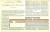 La maturazione dell'RNA - download.kataweb.itdownload.kataweb.it/mediaweb/pdf/espresso/scienze/1983_184_2.pdf · Il DNA viene trascritto in RNA messaggero, poi tradotto in proteina.