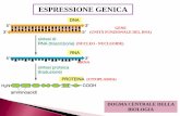 ESPRESSIONE GENICA - med.unipg.it Didattico/Corso_di_preparazione_2018... · (unitÀ funzionale del dna) (citoplasma) mrna. promotore organizzazione gene eucariotico per un mrna organizzazione