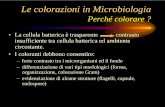 Le colorazioni in Microbiologia - MESTRE 1 annoinfmestre1anno.altervista.org/.../Microbiologia/...batteriologiche.pdf · Le colorazioni in Microbiologia I coloranti • I coloranti