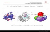 RNA interference, piccoli RNA regolativi eucariotici e ...campus.unibo.it/245089/1/1_introduzione2016.pdf · insetti, piante, funghi e mammiferi ... modulatore dei processi di sviluppo