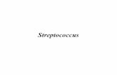 streptococchi 2015.ppt ok · PDF file• Valutazione degli anticorpi Anti-ASO ( anti streptolisina O) Anti-DNasi Anti-ialuronidasi Streptococcus pyogenes. Streptococcus pyogenes Aschoff
