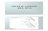 DUPLICAZIONE DEL DNA - . Duplicazione 1. 12.13.pdf  Figura 15.8 Replicazione bidirezionale del DNA