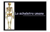 Lo scheletro umano - profsalvadeoprofsalvadeo.altervista.org/alterpages/files/2_Anatomia-scheletro.pdf · Scheletro assile 24 vertebre 24 costole 1 sterno 2 scapole 2 clavicole Arti