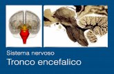 Sistema nervoso Tronco encefalico - psilab.unige.it · Sistema nervoso Tronco encefalico. ... Tratto intra-assiale di radicole motrici o sensitive dei nervi cranici Parte crociata