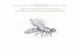 Organismo modello: Drosophila melanogaster di bordo/Romaldo_diario... · lingua riguardante la Drosophila melanogaster, guidandoli, in prima istanza, all’individuazione delle parole‐chiavi,