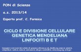 CICLO E DIVISIONE CELLULARE GENETICA MENDELIANA …labscifonseca.altervista.org/alterpages/files/Ciclocell.MendelLin... · 2- fibroblasti della pelle: il ciclo riprende in caso di