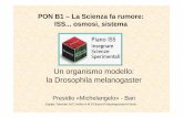 PON B1 – La Scienza fa rumore: ISS osmosi, sistemafiles.diffusione-scientifica.webnode.it/200000177-b0e4fb1dfa/Un...la Drosophila melanogaster Presidio «Michelangelo» - Bari PON