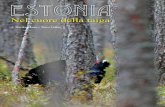 Nel cuore della taiga - Best birdwatching in Estonia ... · La taiga estone è un complesso di vari ambienti che spaziano dalla foresta di pini a quella di abeti. ... di transito