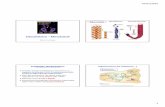 Citoscheletro – Microtubuli · PDF file07/01/2016 1 Citoscheletro – Microtubuli Biotecnologie Microtubuli Microfilamenti Filamenti intermedi FUNZIONE MICROTUBULI (G.Karp: Biologia