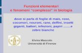 Funzioni elementari e fenomeni “complessi” in biologiaweb.math.unifi.it/users/mascolo/DIDATTICA-SCIENZE-BIOLOGICHE/... · e fenomeni “complessi” in biologia dove si parla