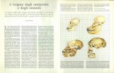 L'origine degli ominoidei e degli ominididownload.kataweb.it/mediaweb/pdf/espresso/scienze/1984_189_6.pdf · la biologia molecolare. I grandi antro-pomorfi e gli ominidi non formano