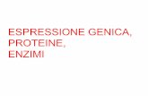 Espressione genica, proteine, enzimi - UniTn · IL CODICE GENETICO gliamminoacidi Codone ... nuove(molecole(e(delle(proteine.((Molti(bersagli(farmacologici(sono(enzimi. LE PROTEINE