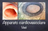 SI 4 ACV2 Vasi - psilab.unige.it · L’apparato cardiovascolare è un sistema continuo e ... l’ossigenazione del sangue (circolazione polmonare) e la perfusione del letto capillare