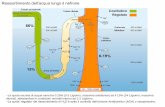 Riassorbimento dell’acqua lungo il nefroneomero.farm.unipi.it/matdidFarm/14/31-05-12.pdf · Vie del riassorbimento e della secrezione tubulare ... è importante per la funzione