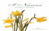 I Narcisi - :-: Villa La Pescigola · l’olio che se ne ricava ha un colore arancio intenso e penetrante odore dolciastro con sentore di erbe; è stato usato da secoli come narcotico.