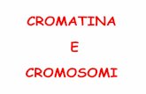 CROMATINA EE CROMOSOMI - .cromatina. Tipicamente un Tipicamente un nucleosoma nucleosoma ¨ costituito