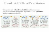 Il ruolo del DNA nell’ereditarietà - med.unipg.ittecnlab/Materiale Didattico/2015/Elementi di... · la cromatina di una cellula vivente raramente adotta la forma estesa di “collana