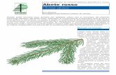 Linee guida per la conservazione genetica e l’uso Abete ... · Gli alberi di abete rosso ... puri o misti con altre conifere o latifoglie. La naturale distribuzione del-l’abete