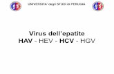 Virus dell’epatite HAV - HEV - HCV - HGV · Clinica dell’epatite C L’HCV causa 3 tipi di patologie: a) epatite acuta con risoluzione dell’infezione e guarigione (15% dei casi)
