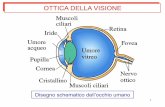 OTTICA DELLA VISIONE - Corso di Laurea in Infermieristica ...infermieristica.polodidatticopanico.com/wp-content/.../MC-25-ottica... · 7 L’angolo visuale è l’angolo sotto il