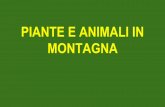 PIANTE E ANIMALI IN MONTAGNA - … · fra i 1000 e i 2000 metri animali piante (fauna) (flora)