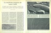 La membrana purpurea dei batteri alofili - download.kataweb.itdownload.kataweb.it/mediaweb/pdf/espresso/scienze/1976_098_3.pdf · zione, per ossidazione di amminoacidi, acidi grassi