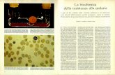La biochimica della resistenza alla malaria - download.kataweb.itdownload.kataweb.it/mediaweb/pdf/espresso/scienze/1981_153_5.pdf · o o0,0 o o o 4-195 gradi centigradi 6 ®----trofozoite