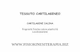 CARTILAGINEO.pdf · TESSUTO CARTILAGINEO CARTILAGINE IALINA Proprietà fisiche:colore,elasticità Localizzazione