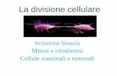 La divisione cellulare - liceoumberto.it divisione cellulare.pdf · I processi di crescita ,di sviluppo e di manutenzione ... che può determinare la formazione di una massa anomala