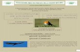 Lezioni teoriche ore 21,00 giovedì 14 febbraio giovedì ...astrofilibresciani.it/.../mini-corso_birdwatching-2019.pdf · presso il Museo di Scienze Naturali di via Ozanam 4 – Brescia