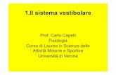 Prof. Carlo Capelli Fisiologia Attività Motorie e Sportive ... · • In senso craniale al cervelletto e alla corteccia somatosensoriale per coordinare le attività muscolare necessarie