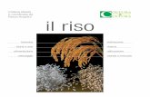 Renzo Angelini il riso - Image Line Network · ITC Blaise Pascal, Giaveno (Torino) Antonio Finassi Accademia di Agricoltura di Torino Ester Foppa Pedretti Dipartimento di Scienze