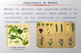 Diapositiva 1 - Università degli Studi di Roma "Tor Vergata" · PPT file · Web view2011-10-19 · Esperimenti di Mendel Mendel ha adottato come organismo modello la pianta di pisello