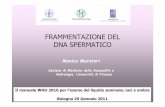 FRAMMENTAZIONE DEL DNA SPERMATICO - aosp.bo.it · Andrologia, Universitàdi Firenze FRAMMENTAZIONE DEL DNA SPERMATICO Il manuale WHO 2010 per l’esame del liquido seminale: luci