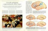 Cervello poliglotta e apprendimento delle linguedownload.kataweb.it/mediaweb/pdf/espresso/scienze/1999_365_4.pdf · gua ha evidenziato una diversa localizzazione dell'attivazione