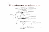 Il sistema endocrino - polodidattico-rc.webnode.it · Il sistema endocrino (Cuore) (Rene) (Pelle) 2 Comunicazione intercellulare Autocrina Paracrina Endocrina Nervosa sangue La molecola