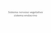 Sistema nervoso vegetativo sistema endocrino - amegighi.itamegighi.it/amegighi/Lezioni_MED/1-INTRO+SNV.pdf · al SNV e al sistema endocrino •La regolazione della vita di relazione