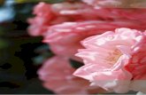 gruppotorsanlorenzo.comgruppotorsanlorenzo.com/catalogo/rose.pdf · Rosa x moschata: rose arbustive a fioritura continua degli anni 1920-30, robuste e sane; continuous flowering shrub