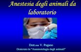 Anestesia degli animali da laboratorio - ANESTHESIA FRONTIERS · La sperimentazione animale è parte integrante della ricerca medico chirurgica ed ha lo scopo di studiare problemi