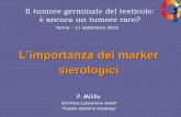 Linee Guida per l’uso di Marcatori Tumorali in maschi ... · Il tumore germinale del testicolo: è ancora un tumore raro? I MARKER SIEROLOGICI NEI TUMORI GERMINALI DEL TESTICOLO.