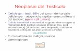 Neoplasie del Testicolo - · PDF fileTumore del sacco vitellino (Yolk sac tumor, tumore dei seni endodermici) Corioncarcinoma Teratoma (teratoma maturo, cisti dermoide, teratoma immaturo,