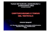 CRIPTORCHIDISMO E TUMORI DEL TESTICOLO - chped.itchped.it/gico/catania/Rel TCG Dr Spagnoli - catania 2008.pdf · per il tumore del testicolo. TUMORE DEL TESTICOLO INCIDENZA 1% DI