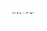 Cellula eucariote · cisterna perinucleare di 15-40 nm. Tale cisterna è in continuità con il RER. La cisterna è interrotta a livello dei pori dove le due membrane si fondono. ...