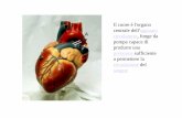 Il cuore è l'organo pompa capace di produrre una pressione … · La circolazione sanguigna nell'essere umano e nei mammiferi è definita doppia e completa, vale a dire che le due
